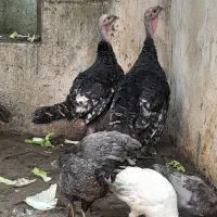 بوقلمون ۴ماهه و ۲ و نیم  ماهه