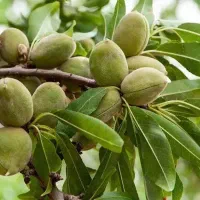 تولید نهال بادام رقم سنگی منقا|خدمات باغبانی و درختکاری|طبس, |دیوار