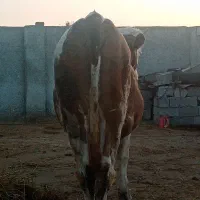 حیوانات