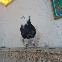 کبوتر طوقی|پرنده|فسا, |دیوار