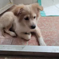 اشپیتز 3تا4ماهه نروماده