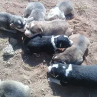 واگذاری چند عدد تو ل ه سگ|سگ|کرمانشاه, |دیوار