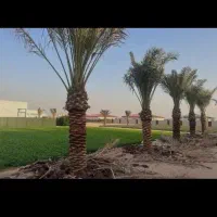 فروش انواعی نخل های خرما تا تنه ۳متر|خدمات باغبانی و درختکاری|رفسنجان, |دیوار