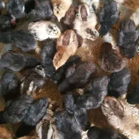 جوجه مرغ عربی اصل بشرط کرک ۸روزه|حیوانات مزرعه|بندر ماهشهر, |دیوار