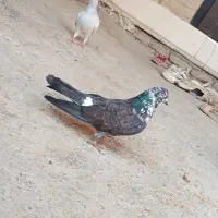 ۹۵۰ تومان کلش|پرنده|گرگان, |دیوار