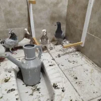 پرشی|پرنده|سبزوار, شرق کال جنوبی (شمس آبادی)|دیوار