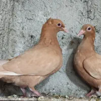 کبوتر میلومنز اصل|پرنده|فراشبند, |دیوار