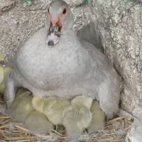 جوجه اردک نقره ای،طوسی