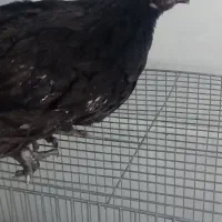 جوجه مرغ کاکلی|حیوانات مزرعه|قم, شهرک فاطمیه|دیوار