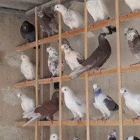 کبوتر عالی یکجایی