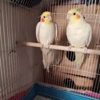 یک جفت عروس هلندی لوتینوی اصیل