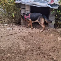 سگ ژرمن شپرد ماده|سگ|لردگان, |دیوار