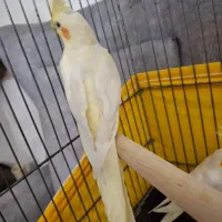 جوجه عروس هلندی|پرنده|قدس, شهرقدس|دیوار