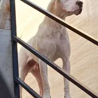 سگ داگو آرژانتینو|سگ|کرمانشاه, |دیوار