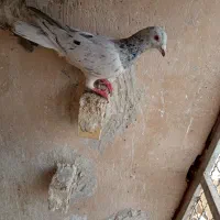 کبوتر یا پرنده ۲عدد|پرنده|مشهد, سمزقند|دیوار