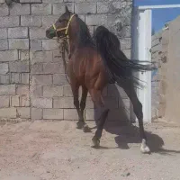 اسب