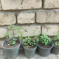 گل قاشقی قیمت خیلی مناسب