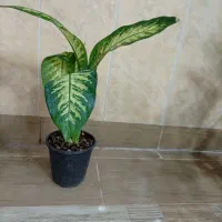 گل طبیعی|گل و گیاه طبیعی|بیرجند, |دیوار