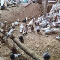 سه تا دسته کبوتر همه مدل