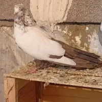 دوتاکفترگرفتنی|پرنده|همدان, |دیوار