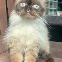 گربه هیمالین