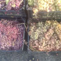 انگور شیرین