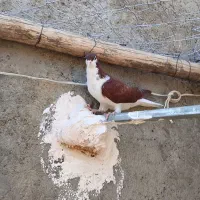 کبوتر  ساده