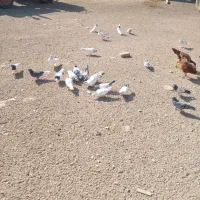 ۵۰ یا۶۰تا‌کفتر‌درجه‌یک‌پرشی‌وبازی‌دار|پرنده|شراء, |دیوار