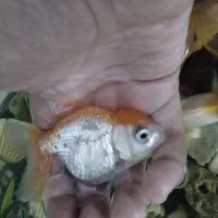 ماهی گلدفیش