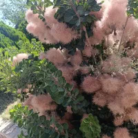 ویلایی ۲۵۰ متری محدوده نیرو هوایی