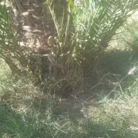 گوک ربی ۳۰۰ عدد موجوده دانه ای ۱۵۰ هزار|گل و گیاه طبیعی|بمپور, |دیوار