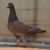 ماده سرکه ای کرم سار هفرنگ دورگ آلمانی شکلاتی