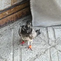 کبوتر .نر .خوب