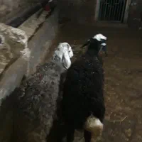 ۲راس بره ماده افشار پلنگی جنس زیرقوچ