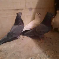 کبوتر نر و ماده کتبسر|پرنده|خرمآباد, |دیوار