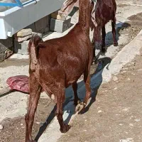 بز پاکستانی|حیوانات مزرعه|بهبهان, |دیوار