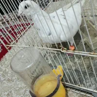 سار المانی
