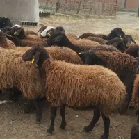 گوسفند|حیوانات مزرعه|سیمین شهر, |دیوار