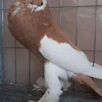 بادکنکی ماهرو|پرنده|اصفهان, ارغوانیه|دیوار