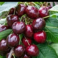 مهد نهال گیلاس سیاه ،تولید در نهالستان خزانه مشهد.