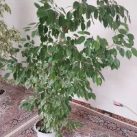 گل‌ فروش|گل و گیاه طبیعی|اسکو, |دیوار