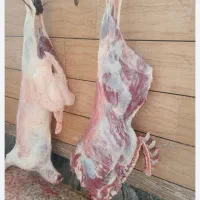 قصاب در محل،سلاخی،گوسفند زنده|حیوانات مزرعه|قم, نیروگاه|دیوار