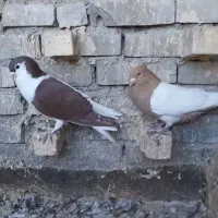 کفتر رنگی نقش دوری|پرنده|اهواز, اسلام آباد غربی|دیوار