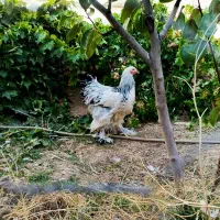 خروس برهما|حیوانات مزرعه|بن, |دیوار