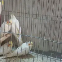 عروس هلندی|پرنده|برخوار, |دیوار