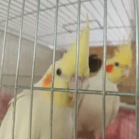 عروس هلندی مولد همراه وسایل