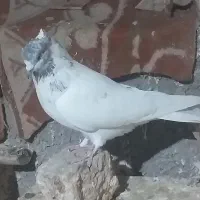 کبوتر کللی وکله چیل