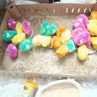 جوجه رنگی رسید یک هفته‌ای از مرگ و میر در اومده