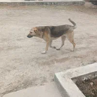 حیوان گرگی|حیوانات|بجنورد, |دیوار