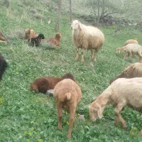 قوچ دامازدخ